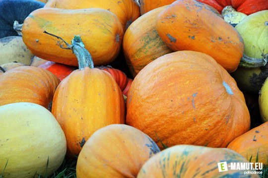 jesen-uroda-rocne-obdobia-tekvice-halloween-01